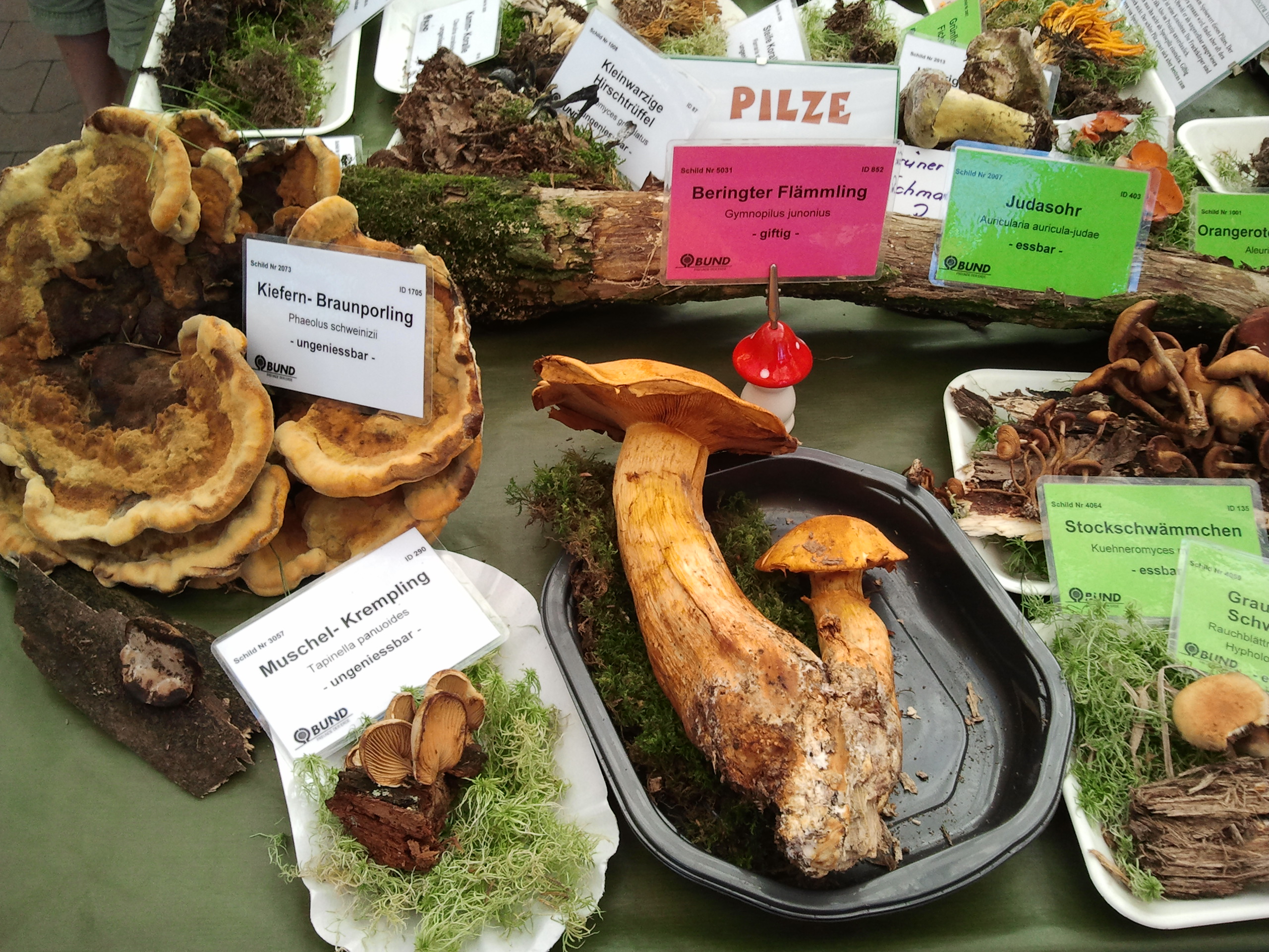 Pilzausstellung im Floraland Roth in Zwnitz