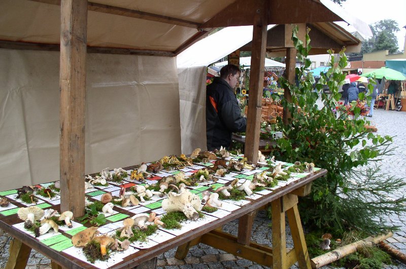 Pilzausstellung auf dem Naturmarkt in Thum