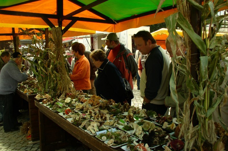 Pilzausstellung auf dem Bauernmarkt in Stollberg