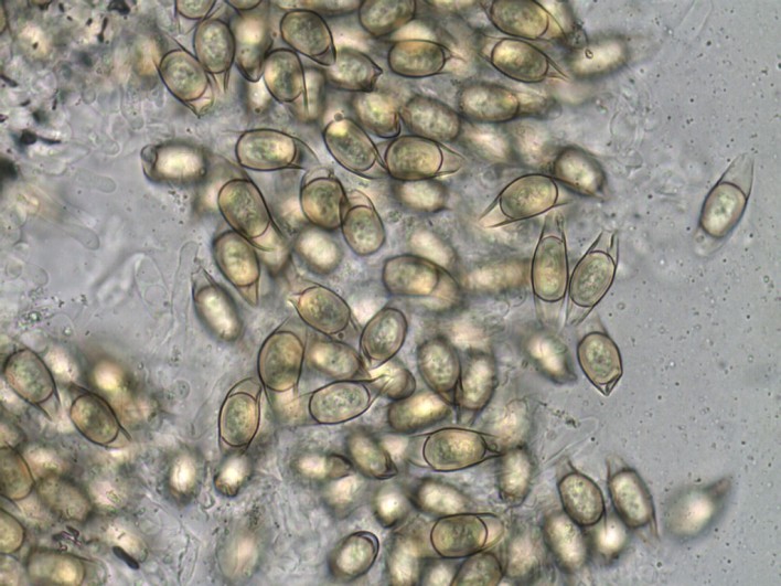 Nyctalis parasitica Sporen