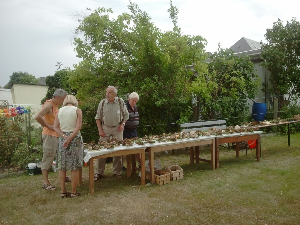 Pilzausstellung in der Gartenanlage Volksgesundheit in Stollberg