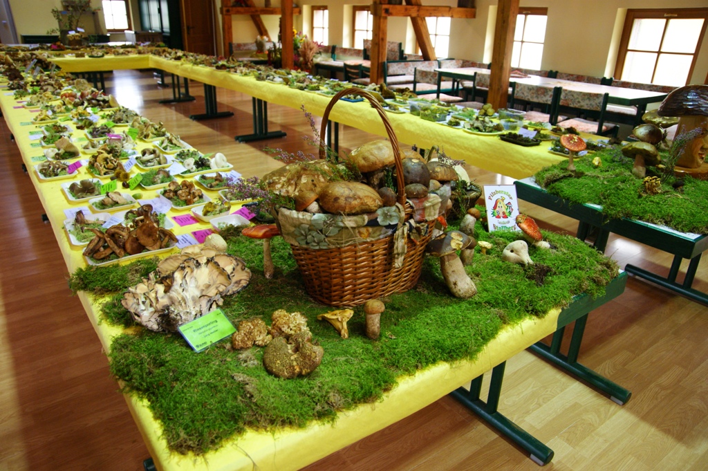Pilzausstellung in der Tenne in Niederwrschnitz